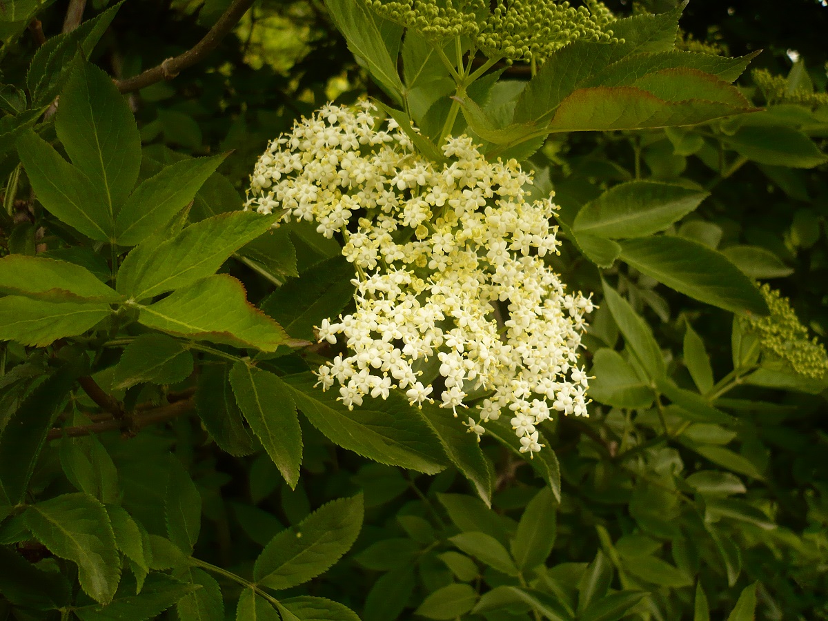 Sambucus nigra (Adoxaceae)